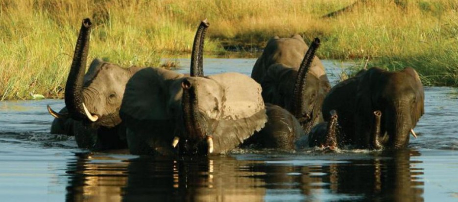 Group tours and expeditions to Botswana